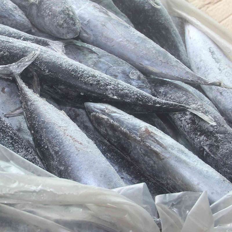 【提供冷凍加工飼料魚 物美價優冰凍飼料魚】價格,廠家,圖片,動物性飼料原料,石獅市萬恒水產經營部-