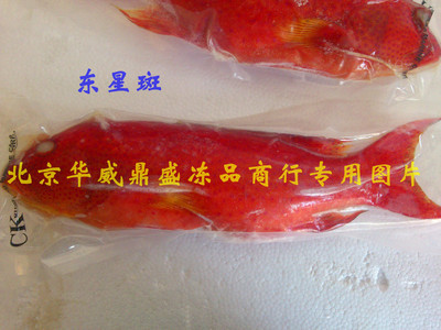供應500-600g/條東星斑 活凍東星斑 批發東星斑-冷凍粗加工水產品|粗加工水產品|食品、飲料–光波網