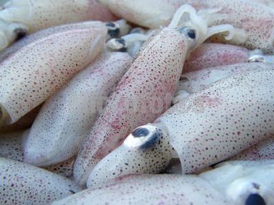 【粗加工水產品】_河北粗加工水產品價格_粗加工水產品批發_河北粗加工水產品供應商-搜了網