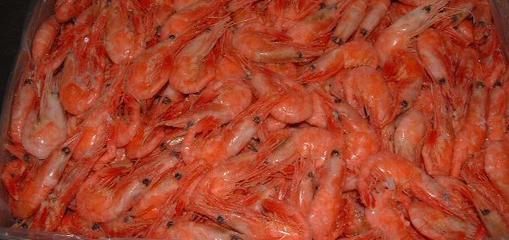 冷凍粗加工水產品_冷凍粗加工水產品供貨商_供應冷凍粗加工水產品-北極甜蝦-加拿大產,原裝進口_冷凍粗加工水產品價格_KAKA的竹蜻蜓食品店