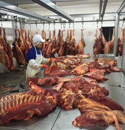 山東碩實農(nóng)牧開發(fā) 進(jìn)口蒙古馬肉 云南馬肉批發(fā)代理 速凍馬肉貨源