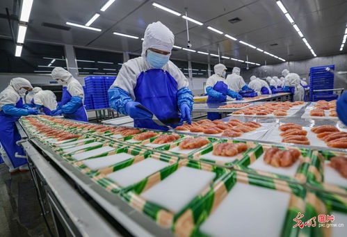 山東榮成 海洋食品生產加工忙