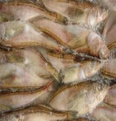 魚類海產品冷凍粗加工水產品雷魚帶籽魚特色水產海鮮禮包