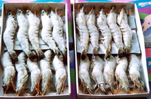 南美白對蝦(冷凍)_冷凍粗加工水產品_南美白對蝦(冷凍)批發_南美白對蝦(冷凍)供應_阿里巴巴