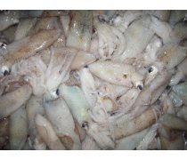 筆管魚熱賣促銷