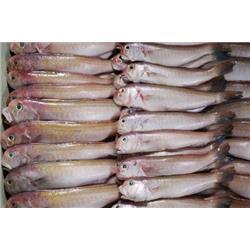 冷凍粗加工水產品