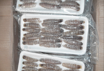 冷凍粗加工水產品-批發冷凍爬蝦肉/蝦姑、蝦虎肉/壽司食材/冷凍海鮮-冷凍粗加工水.