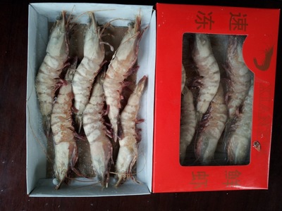 禮品蝦批發 海捕蝦 海產品 冷凍大蝦水產品 粗加工水產品 魷魚串