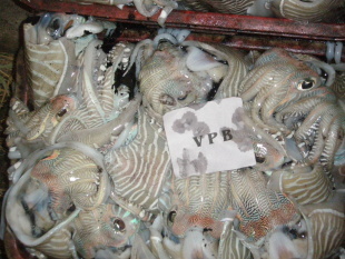 冷凍粗加工水產(chǎn)品-冷凍墨魚-冷凍粗加工水產(chǎn)品盡在阿里巴巴-蓬萊市京水偉業(yè)貿(mào)易有限.