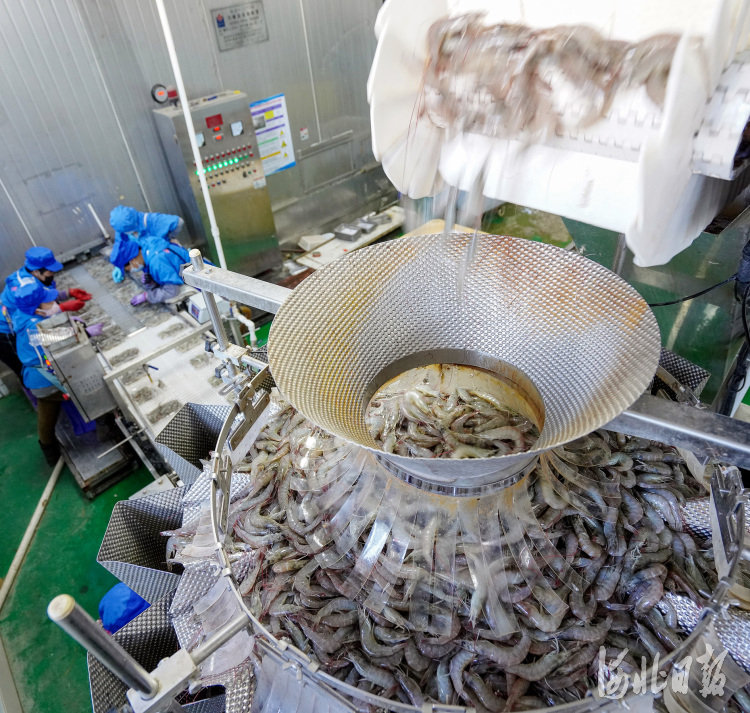 河北灤南:對蝦收獲加工忙