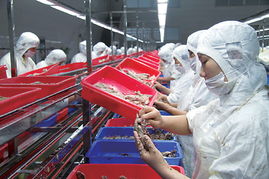 寧波地區以今日食品為龍頭的全國金槍魚加工產業集群基地初步形成