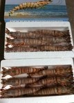 冷凍九節蝦_供應信息_商機中心_海洋漁業加工_國聯資源網_國聯資源網商鋪