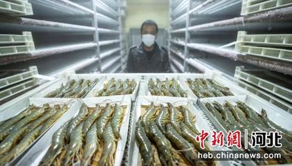 河北省曹妃甸區柳贊鎮一家對蝦加工企業正在將裝好的對蝦進行冷凍。 作者 季春天