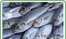 提供冷凍水產(chǎn)品加工