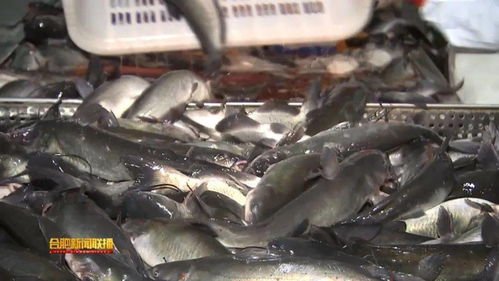 安徽富煌三珍 水產(chǎn)品加工從粗放走向精深