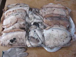 供應(yīng)西非冷凍墨魚