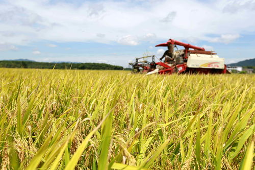 2020年下半年這幾樣農(nóng)產(chǎn)品要漲價(jià),農(nóng)民終于要 翻身 了