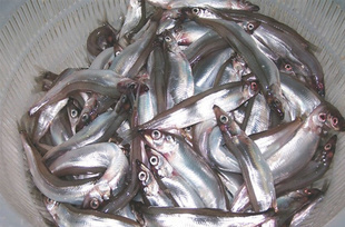 冷凍粗加工水產(chǎn)品-熱銷推薦 進(jìn)口挪威多春魚 料理用多春魚-冷凍粗加工水產(chǎn)品盡在阿.