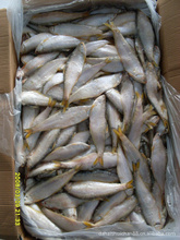 臨沂批發_冷凍粗加工水產品_臨沂價格_優質臨沂批發/采購 