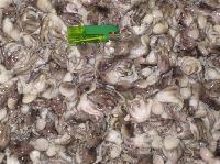 供應小章魚 小八爪魚