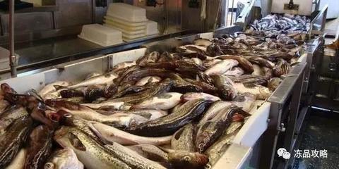 狹鱈二次冷凍產品價格低,加工廠壓力山大! - 內銷市場 - 中國水產頻道 | 網聚全球水產華人