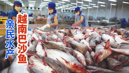 越南巴沙魚養殖加工廠,鯰魚捕撈后切割成無刺魚柳!