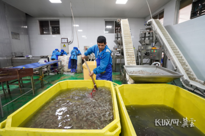 唐山灤南:冷凍對蝦加工忙