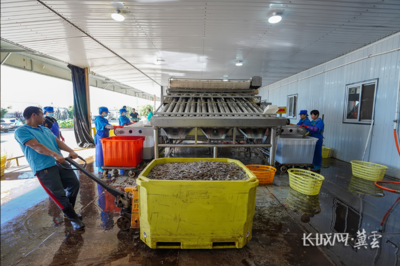 唐山灤南:冷凍對蝦加工忙