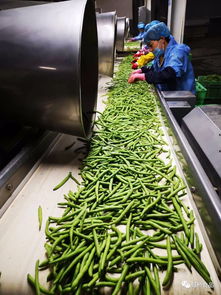 寧夏虹橋食品公司2019年速凍青刀豆加工季開始