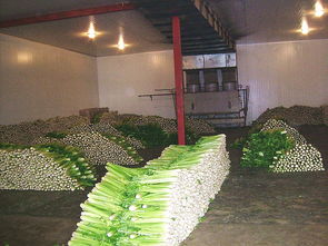 周口冷庫 瑞雪制冷 冷庫適合建在哪里