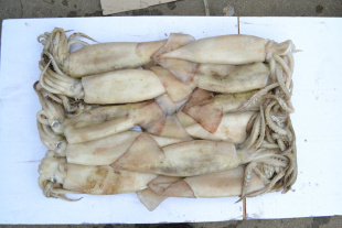 冷凍粗加工水產品-南光出售各種規格的魷魚-冷凍粗加工水產品盡在阿里巴巴-榮成南光.