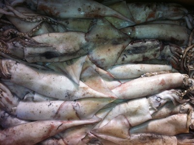 【魷魚 東海魷魚 船凍魷魚 大量供應 批發加工】價格,廠家,圖片,鮮活/冷凍水產,臺州市興益水產冷凍冷藏-