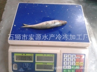 冷凍粗加工水產品-沙丁魚魚餌 冷凍沙丁魚 罐頭沙丁魚 10-20條/公斤 鳁魚 .