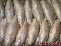 白菇魚_白菇魚價格_白菇魚廠家冷凍粗加工水產(chǎn)品