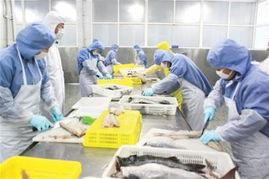 中國第一 年加工80萬噸魚蝦名聲遠播 50萬噸水產出國門