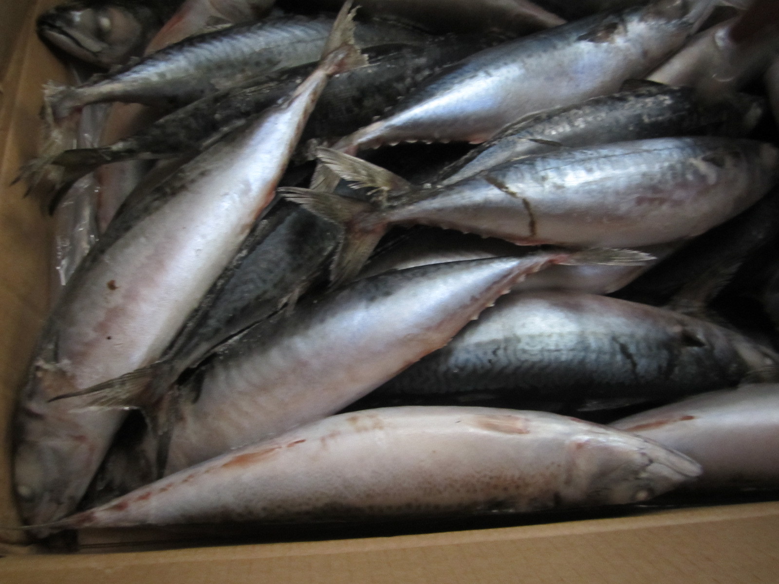 【圖】最新上市冷凍水產品 船凍青占魚 青占魚_冷凍粗加工.