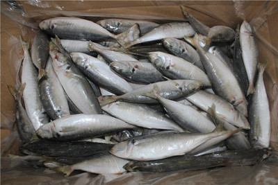 強宇冷凍粗加工水產品