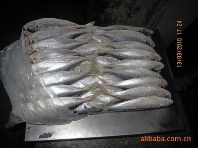 冷凍粗加工水產(chǎn)品-批發(fā)冷凍巴浪魚80-100單雙片 竹莢魚-冷凍粗加工水產(chǎn)品盡在.