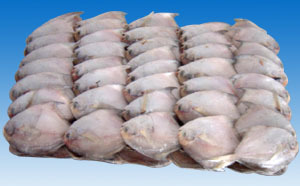 帶魚;鯧魚;小黃魚;鲅魚;馬面魚;三去馬面魚;蝦仁;南美白對(duì)蝦;鮐魚;刺鯧;_冷凍粗加工水產(chǎn)品 粗加工水產(chǎn)品 _中國(guó) 浙江 象山縣 石浦鎮(zhèn)水產(chǎn)品工業(yè)園區(qū)_象山宏海水產(chǎn)食品_