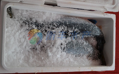 冷凍粗加工水產(chǎn)品-批發(fā)冰鮮三文魚魚 挪威三文魚 中斷 酒店采購(gòu) 品質(zhì)保證 衡豐水.