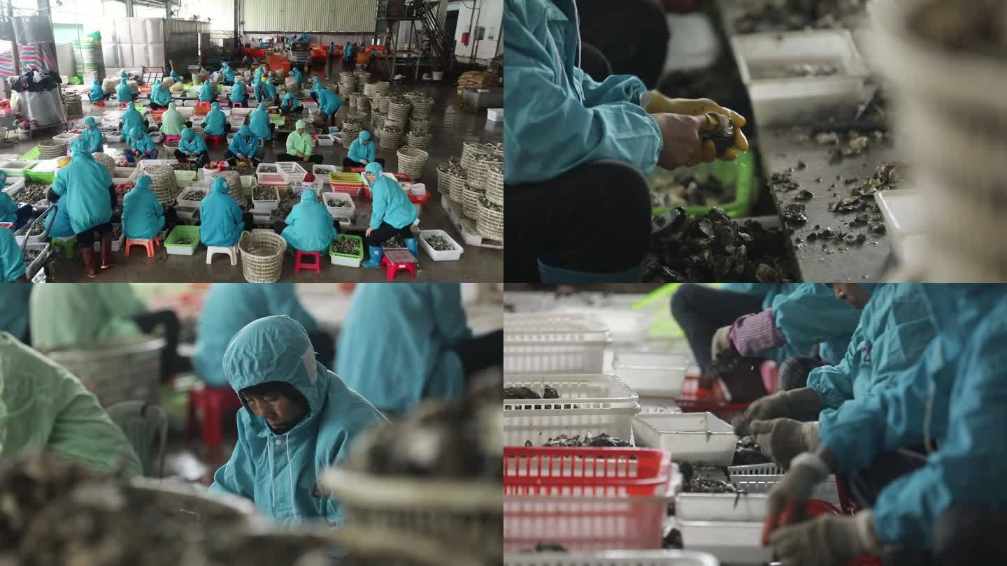生蠔加工水產(chǎn)工人繁忙工作_1920X1080_高清視頻素材下載(編號:8875495)_實拍視頻_光廠(VJ師網(wǎng)) www.vjshi.com