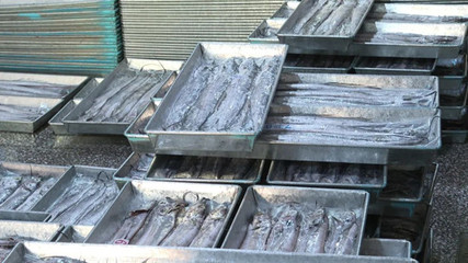 廣東省陽江市:走南闖北!陽西冷凍水產(chǎn)品熱銷北方市場