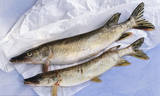 水產(chǎn)品加工和保藏方法有哪些