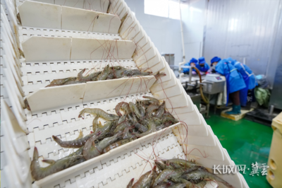 唐山灤南:冷凍對蝦加工忙