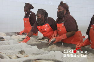 中塞合作水產(chǎn)品加工廠成為塞內(nèi)加爾漁業(yè)加工龍頭企業(yè)