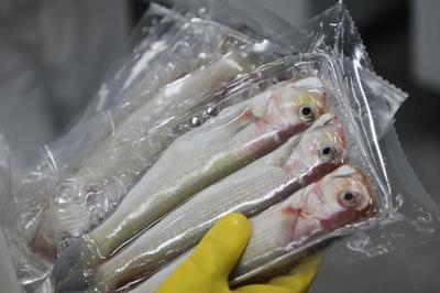 格力地產鮮生洪灣,滿足灣區民生新需求