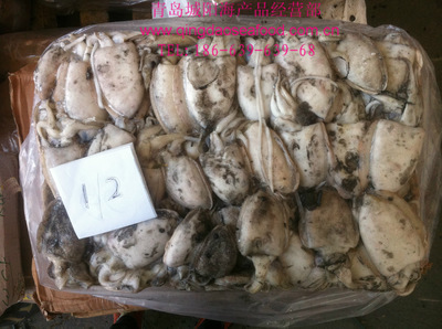 冷凍粗加工水產品-批發供應優質墨魚 /冷凍 /無泡水/ 100/200g/ 青島.