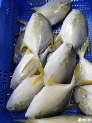 [金鯧魚凍金鯧魚 金鯧魚原全整條冷凍水產海鮮食品類加工經銷批發價格廣價格280元/箱