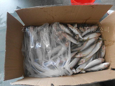 冷凍粗加工水產品-供應冷凍沙丁魚-冷凍粗加工水產品盡在阿里巴巴-石獅市合德明海味.