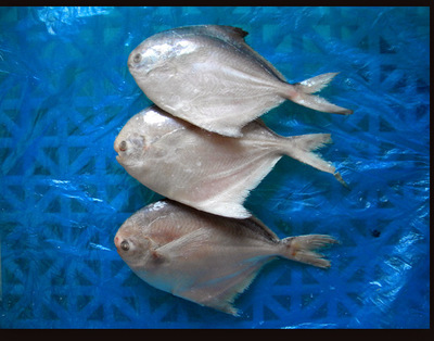 冷凍粗加工水產(chǎn)品-暢銷供應(yīng)冷凍鯧魚/冷凍水產(chǎn)品批發(fā)/海產(chǎn)品批發(fā)-冷凍粗加工水產(chǎn)品.